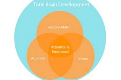 Cognitive brain online development